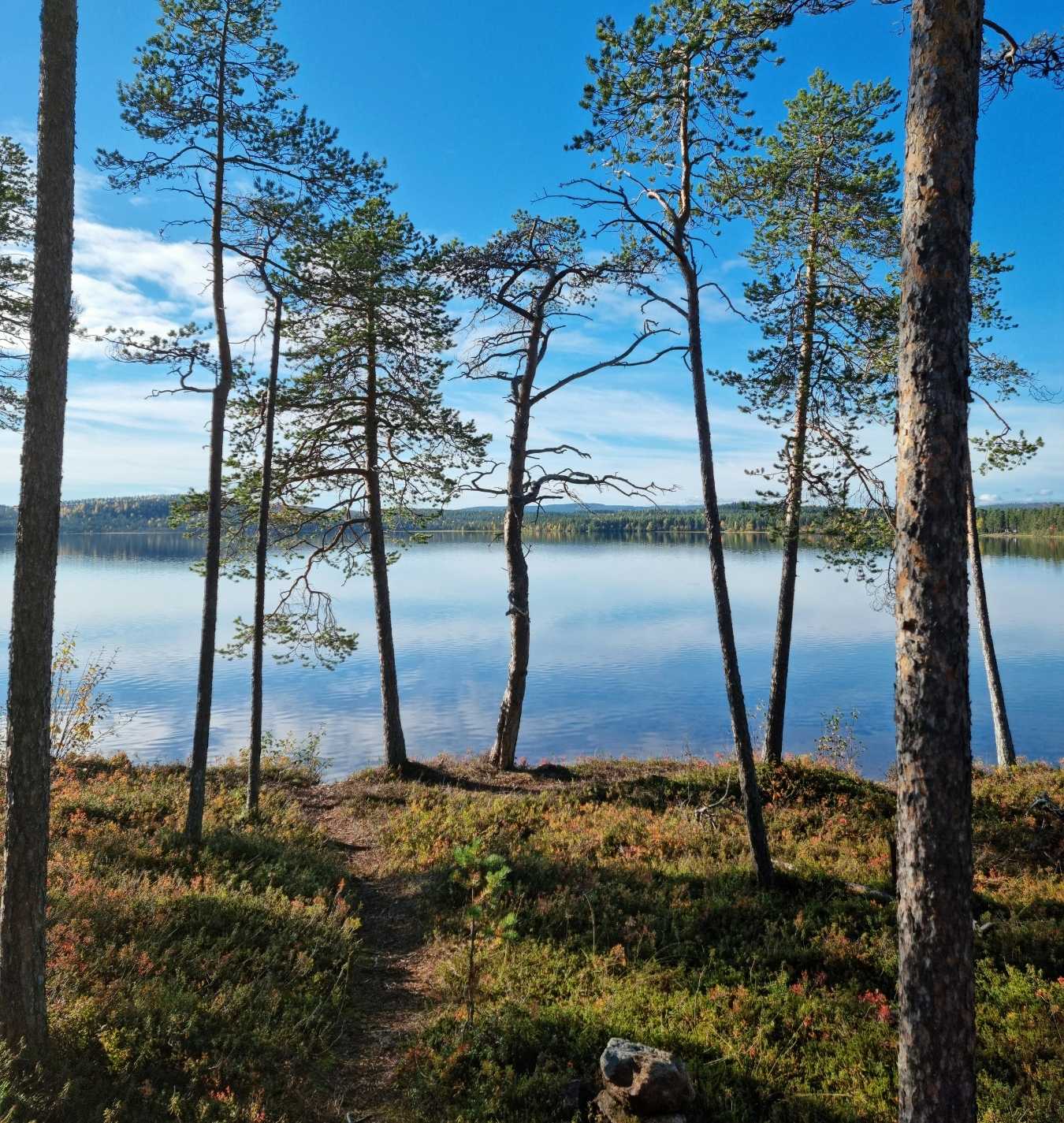 Kesäinen maisema, puita ja vesistö